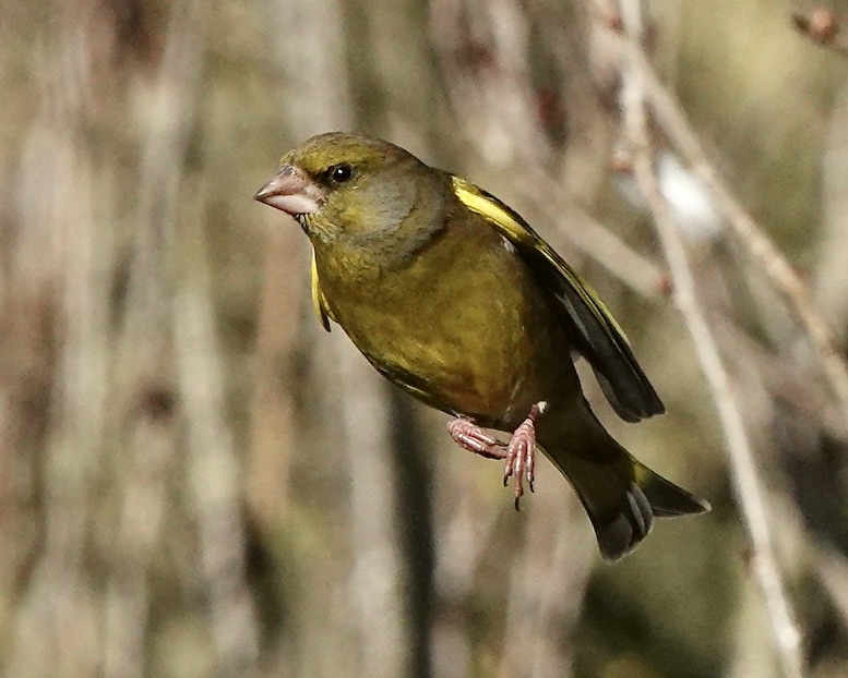 greenfinch